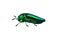 Buprestis Beetle