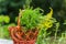 Buquets Ragweed bushes, Ambrosia artemisiifolia and Solidago, goldenrods In basket