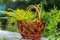 Buquets Ragweed bushes, Ambrosia artemisiifolia and Solidago, goldenrods In basket