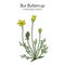 Bur buttercup Ceratocephala falcatus , or curveseed butterwort, medicinal plant