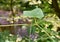 Bur cucumber vine climbing a wire fence