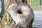 Bur Knot Burr Burl on Tree