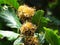 Bur oak tree fruit and green leaves close up view on blurred background.  Ð˜Ð·Ñ‚Ð¾Ñ‡ÐµÐ½ Ð±ÑƒÐº (Fagus orientalis) 