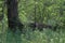 Bur Oak Tree quercus macrocarpa in a Wisconsin forest during summer