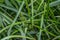 Bur reed plant in the wetlands