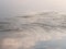 Bur-reed water plant floating leaves on calm water