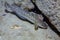 Burbot fish