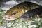 Burbot Lota lota close up, on the snow