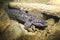 Burbot Lota lota close up, underwater photography