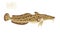 Burbot, vector cartoon illustration