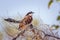 Burchell Coucal in Kruger National park, South Africa