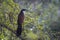 Burchell Coucal in Kruger National park, South Africa