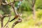 Burchell Cuckoo sitting on a branch with