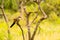 Burchell Cuckoo sitting on a branch with a butterfly