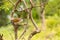 Burchell Cuckoo sitting on a branch with a butterfly