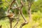 Burchell Cuckoo sitting on a branch with a butterfly in beak in