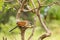 Burchell Cuckoo sitting on a branch with a butterfly in beak in