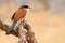 Burchell\'s Coucal