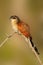 Burchell\'s coucal