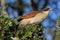 Burchell\'s Coucal Bird