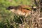 Burchell\'s Coucal Bird