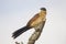 Burchell's coucal (Centropus burchellii)