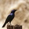 Burchell s Glossy-Starling in Kruger National park