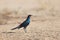 Burchell\'s glossy Starling stood on sandy ground