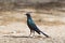 Burchell\'s glossy Starling stood on stony ground