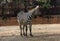 Burchell\'s or Plains Zebra Portrait of animal, front view at the zoo 