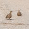 Burchell`s Sandgrouse