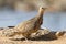 Burchell`s Sandgrouse female drinks water from a waterhole in Ka