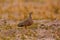 Burchell\\\'s sandgrouse, Pterocles burchelli, ground-dwelling bird in the sandgrouse family. sandgrouse, Savuti, Chobe NP in