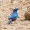 Burchell`s Starling