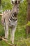 Burchell\'s Zebra