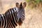 Burchell\'s zebra