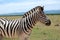 A Burchell`s Zebra in Addo Elephant National Park