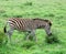 Burchell\'s Zebra in Africa