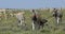 Burchell`s zebra in african bush, Etosha, Namibia wildlife safari