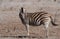 Burchell\'s Zebra in the African sunlight