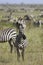 Burchell\'s zebra (Equus burchelli)