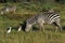 Burchell`s Zebra, equus burchelli, Adult with Cattle Egret, bubulcus ibis, Kenya