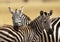 BURCHELL`S ZEBRA equus burchelli, ADULT WITH FOAL, KENYA