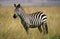 Burchell`s Zebra, equus burchelli, Adult, Masai Mara Park in Kenya