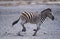 BURCHELL`S ZEBRA equus burchelli, ADULT RUNNING, TANZANIA