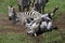 BURCHELL`S ZEBRA equus burchelli, ADULTS HAVING DUST BATH, KENYA