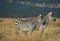 Burchell`s Zebra, equus burchelli, Adults in Savanna, Kenya