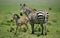 BURCHELL`S ZEBRA equus burchelli, FEMALE WITH FOAL, KENYA