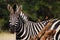 Burchell\'s Zebra (Equus burchellii)