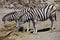 Burchell\'s zebra (Equus quagga burchellii).